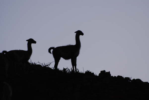 Guanacos