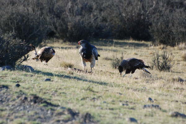 Black-Chested Buzzard-Eagle & Southern Crested Caracara