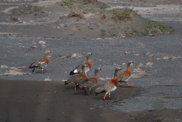 Ashy-Headed Geese