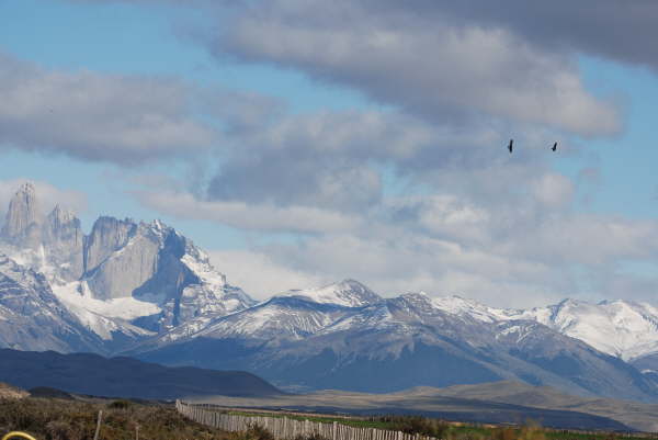 Condors in Torres del Paine National Park