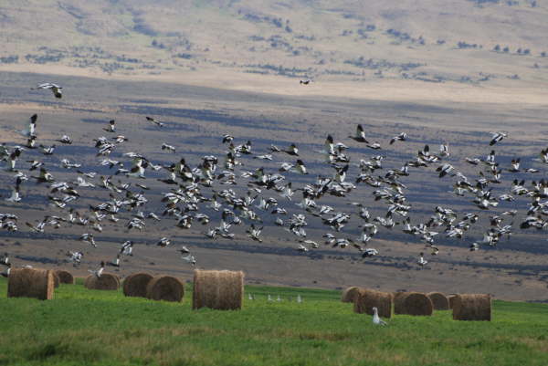 Upland Geese