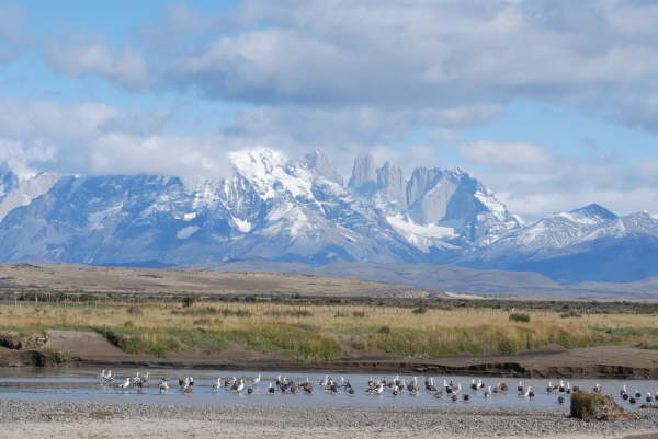 Upland Geese in Torres del Paine National Park