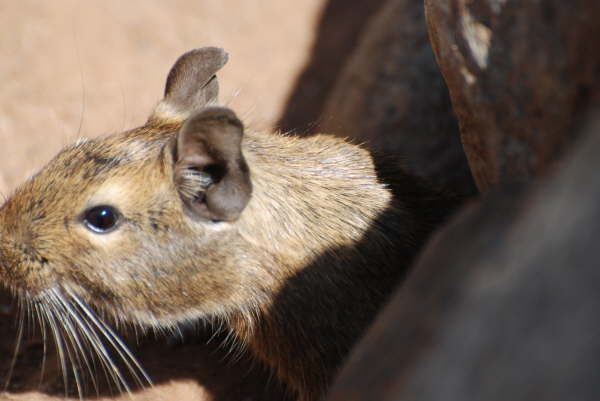 Degu