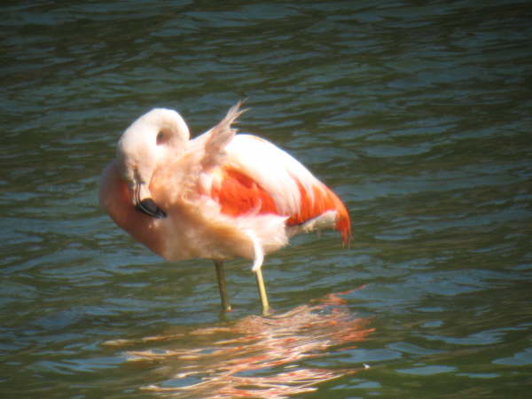 Chilean Flamingo