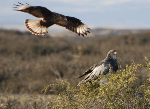 Black-Chested Buzzard-Eagle & Southern Crested Caracara