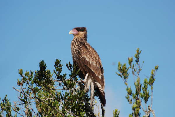 Southern Crested Caracara