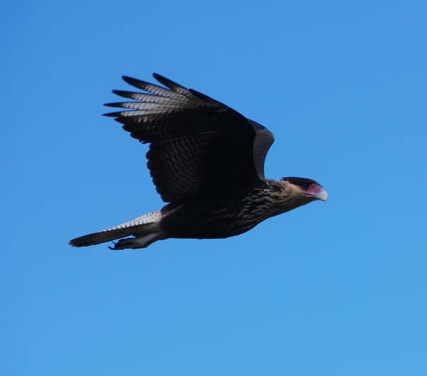 Southern Crested Caracara