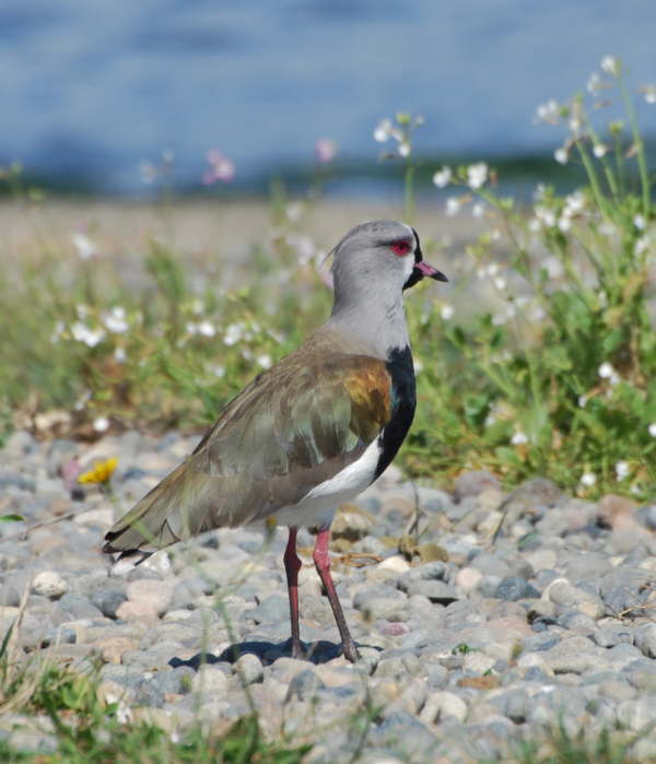 Southern Lapwing