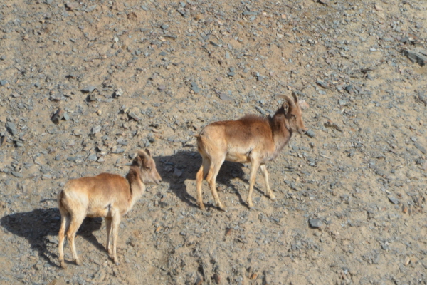 Argali