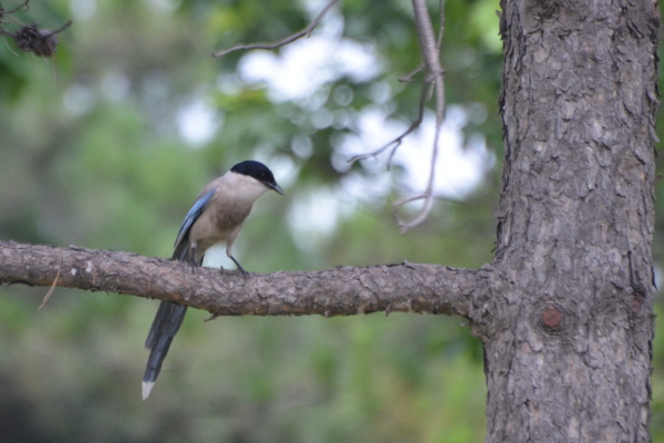 Azure-winged Magpie