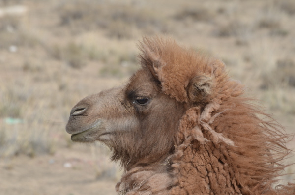 Bactrian camel