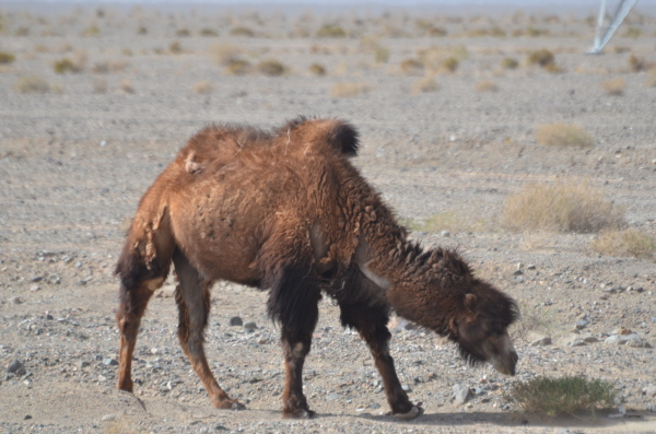 Bactrian camel