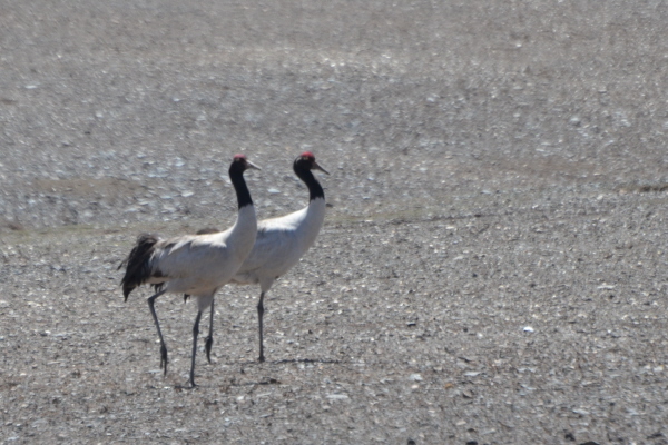 Black-necked Cranes