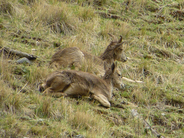 Blue Sheep (subspecies query)