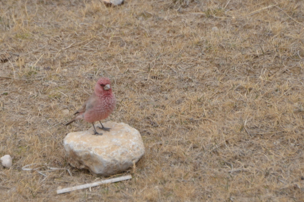 Caucasian Great Rosefinch