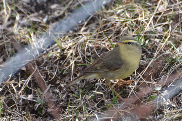 Chinese Tickells Leaf Warbler