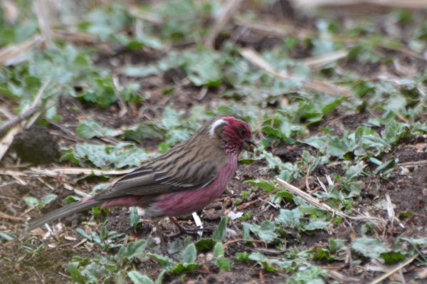 Chinese White-browed Rosefinch