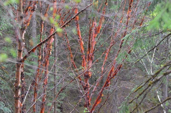 Betula Utilis