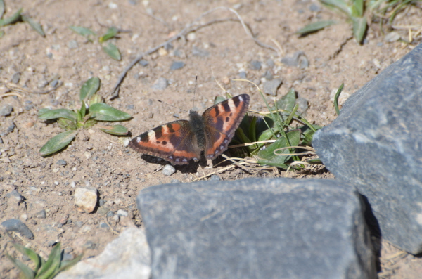 Tortoiseshell Butterfly