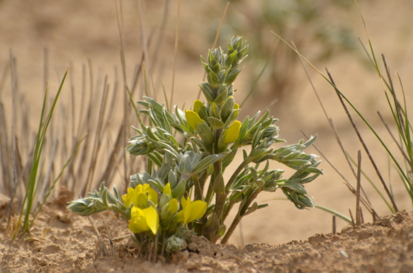 Thermopsis Barbatum?