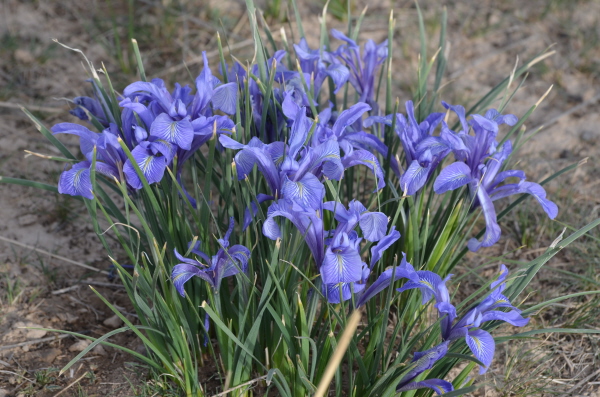 Iris Reticulata