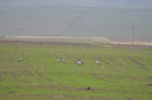 Demoiselle Cranes