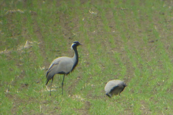 Demoiselle Cranes