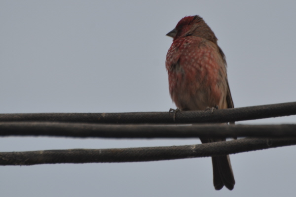 Eastern Great Rosefinch