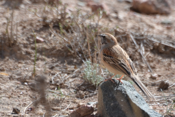 Eastern Rock Bunting