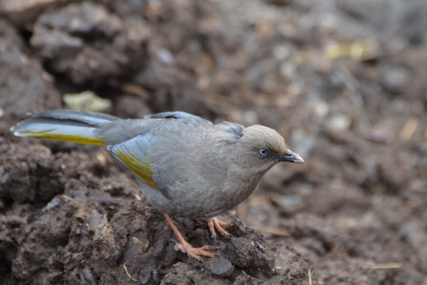 Elliot's Laughingthrush
