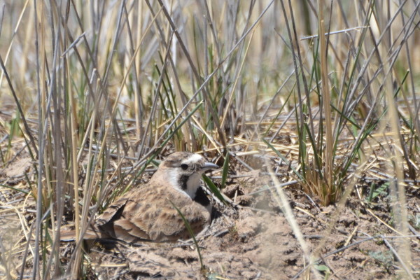 Elwes's Horned Lark