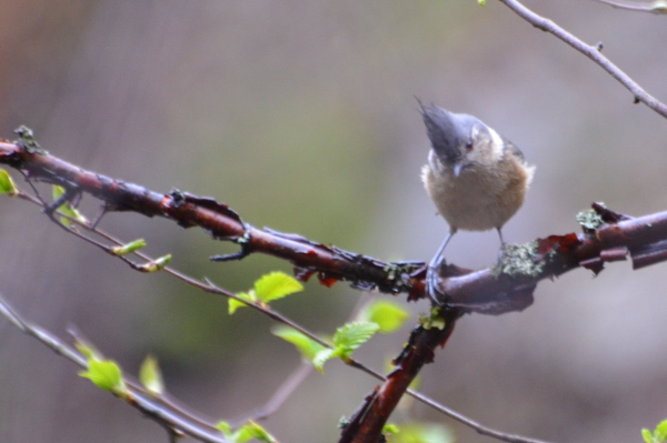 Grey-crested Tit