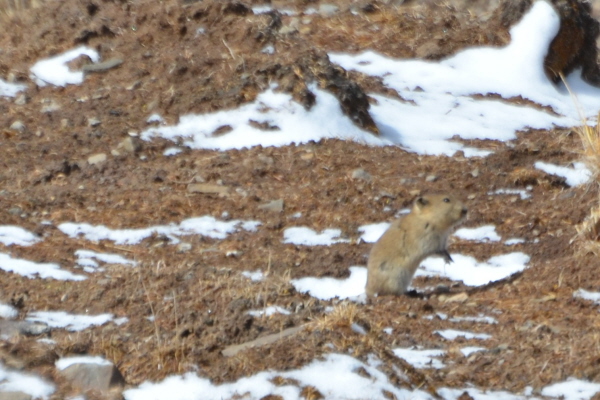 Hamster or Vole is the question