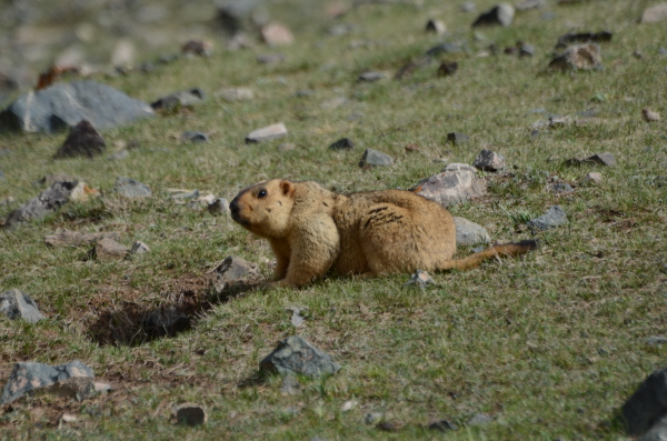 Himalayan Marmot