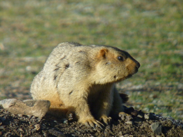 Himalayan Marmot