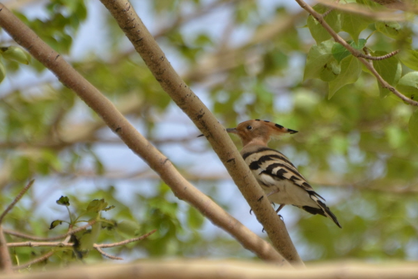 Hoopoe