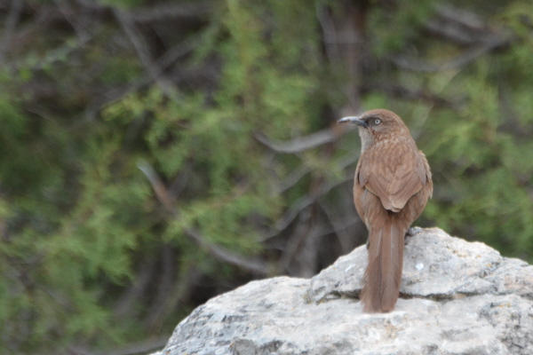 Kozlov's Babax (Tibetan Babax)