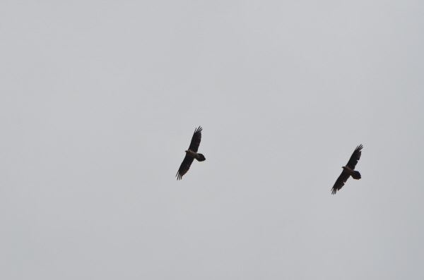 Lammergeiers displaying