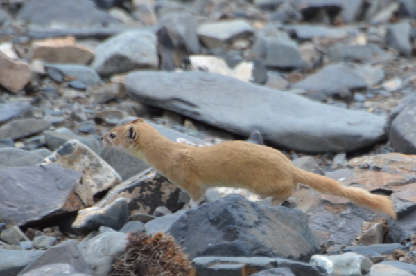 Mountain Weasel
