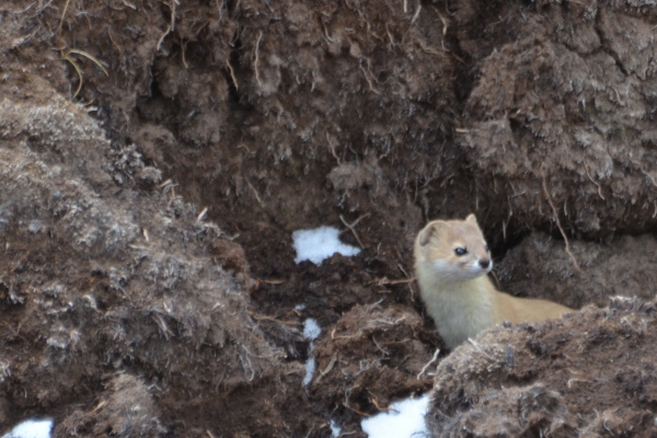 Mountain Weasel