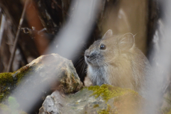 Moupin Pika