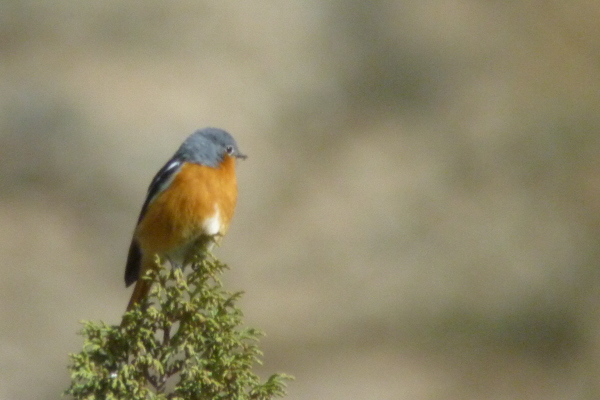 Przevalski's (Ala Shan) Redstart 