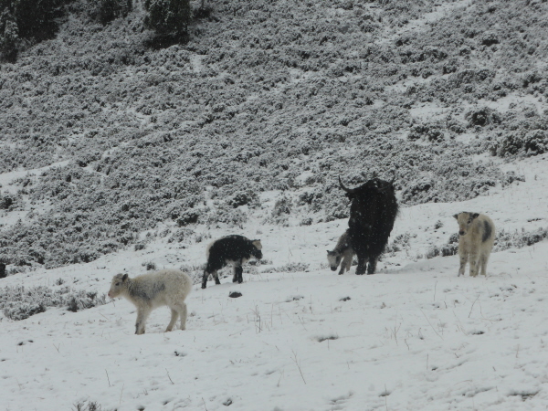 Domesticated yaks