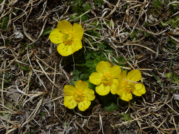 Potentilla