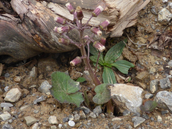 Not sure about this one !