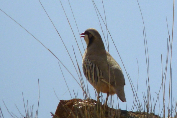 Przevalski's (Rusty-necked) Partridge 