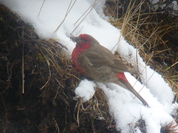 Red-fronted (Red-faced) Rosefinch