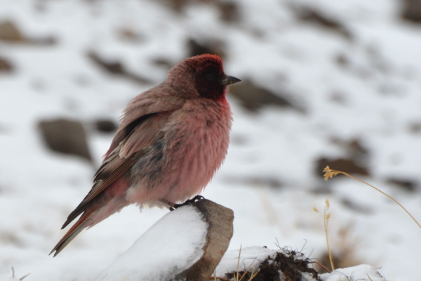 Roborovskis Rosefinch (Tibetan)