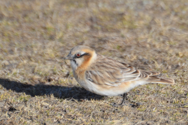 Rufous-necked Snowfinch