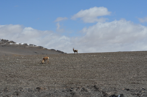 Tibetan Gazelle
